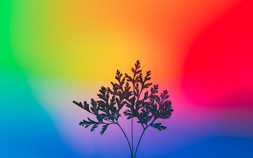 Fotos de stock gratuitas de colores del arco iris, hojas, mala hierba