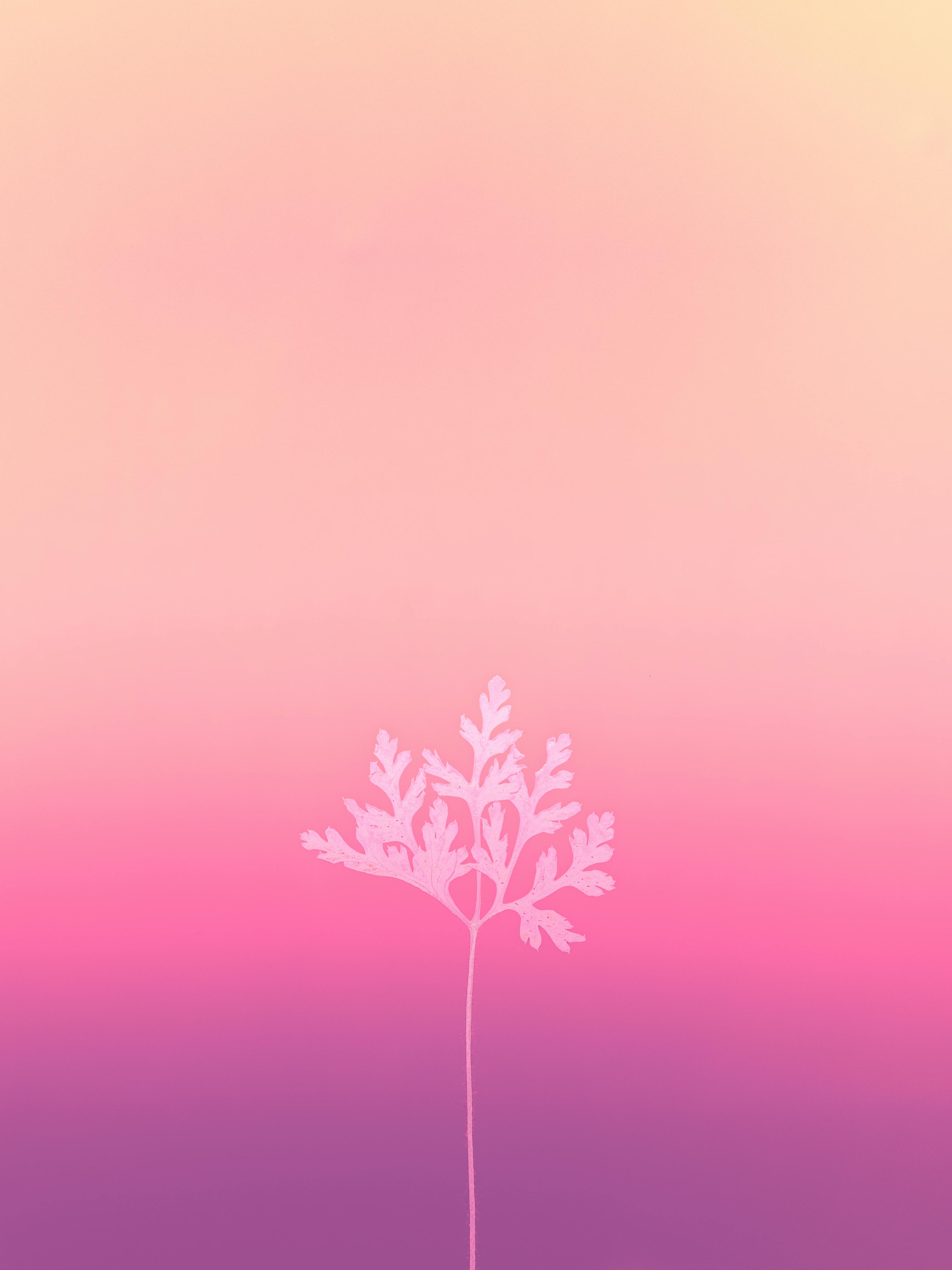 HD wallpaper i like iphone6 and ipad air 3 blur backgrounds pink  color  Wallpaper Flare