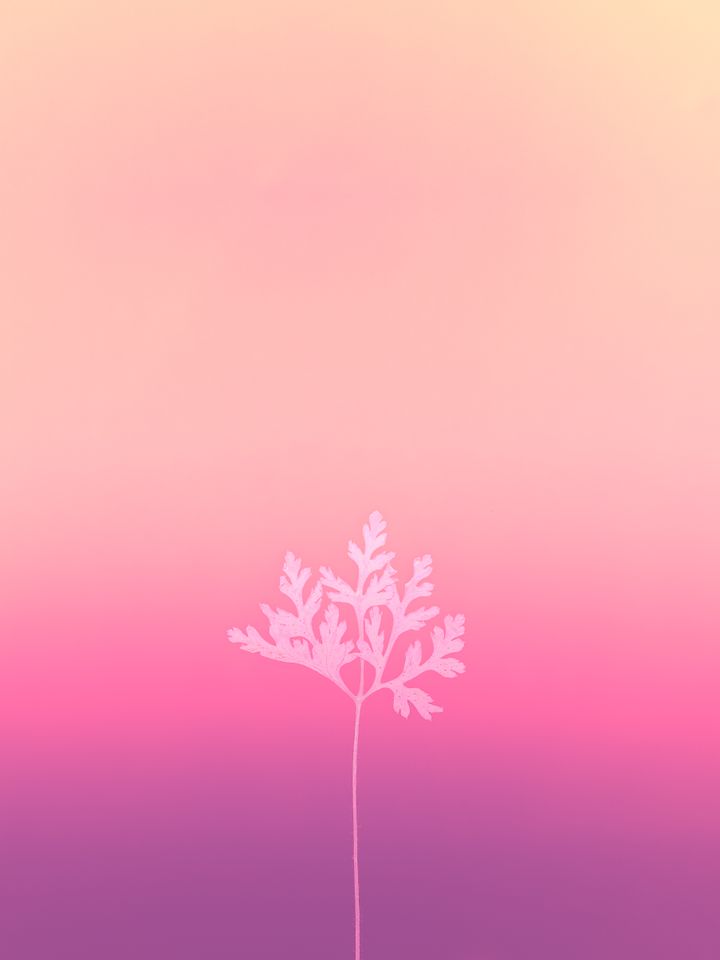Fine plant silhouette against a rose gradient, photo by Marek Piwnicki on Pexels