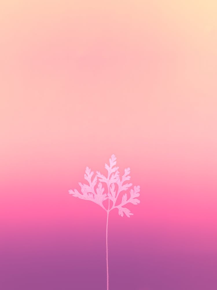 A Pink Gradient Wallpaper