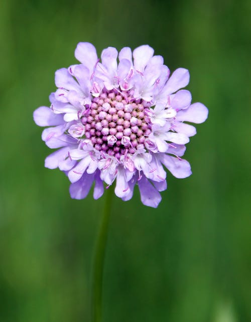 無料 紫のマルチ花びらの花 写真素材