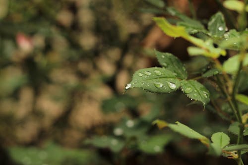 Foto d'estoc gratuïta de després de la pluja, pluja, pluja sobre fulla