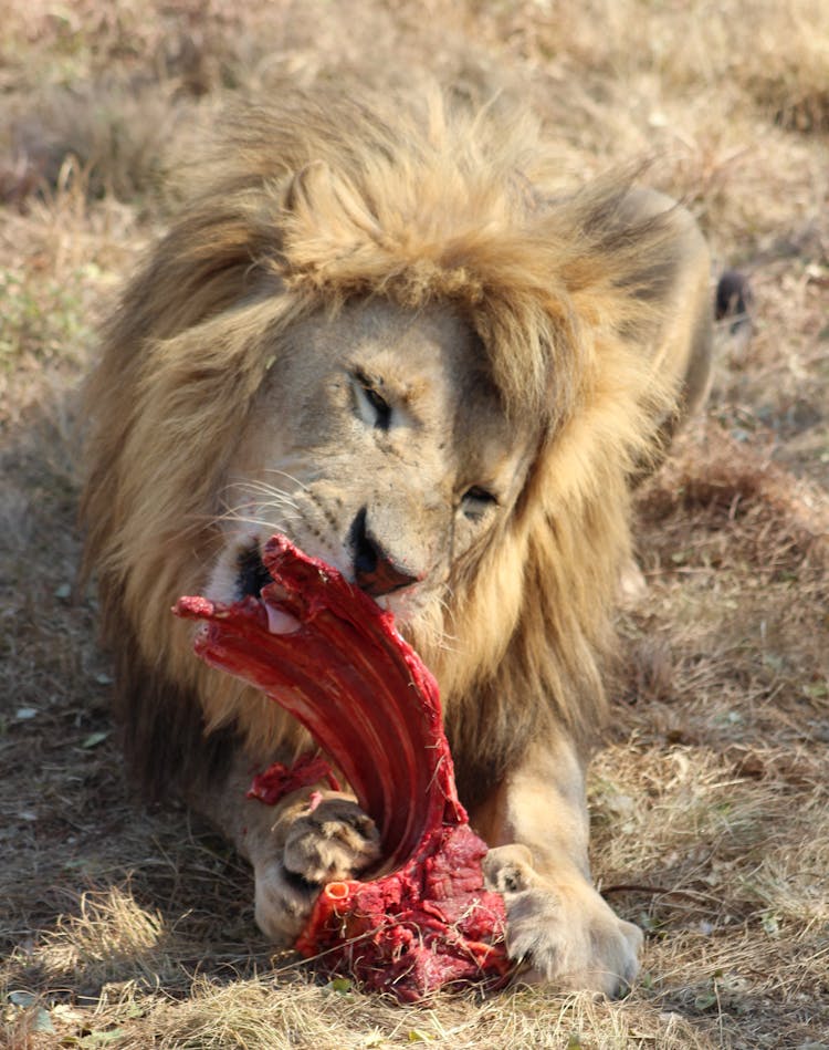 Lion Eating Raw Meat Of Ribs