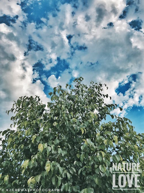 Photos gratuites de à feuilles persistantes, ciel bleu, ciel nuageux