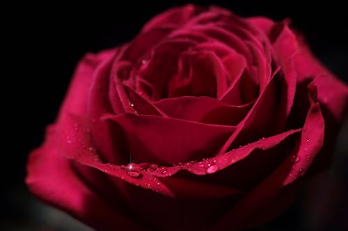 A Close-Up Shot of a Red Rose