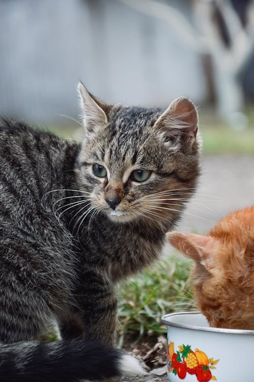 Brown Tabby Kitten 