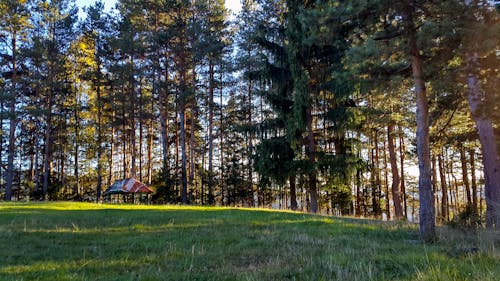 Foto d'estoc gratuïta de arbres, blau, bosc