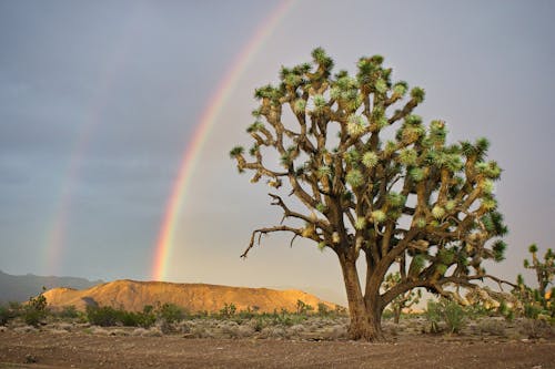 Green Trees on Brown Field