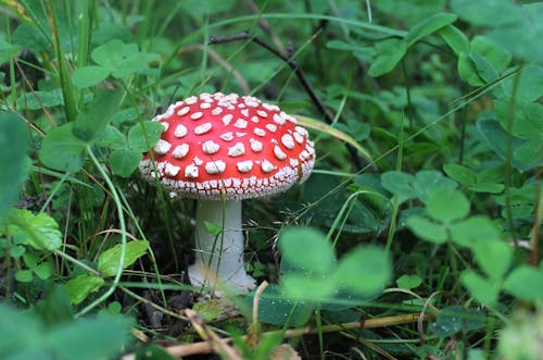 Бесплатное стоковое фото с дикий гриб, мухомор, Мухомор красный