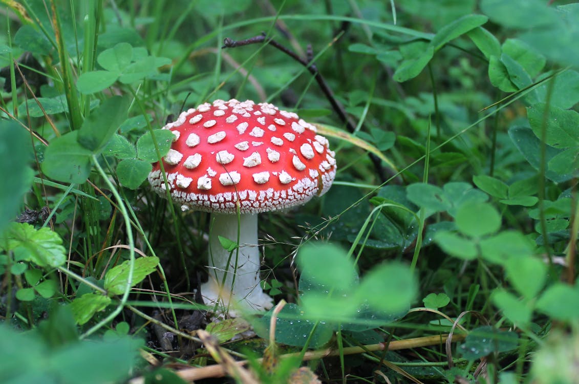 Free A Close-Up Shot of a Fly Agaric Mushroom Stock Photo