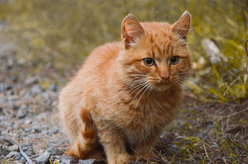 Free Adorable ginger tabby cat outdoors in a natural setting. Stock Photo
