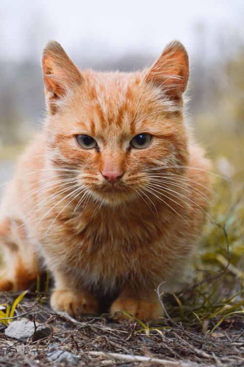 Free Charming ginger cat gazing at the camera in an outdoor setting with natural surroundings. Stock Photo