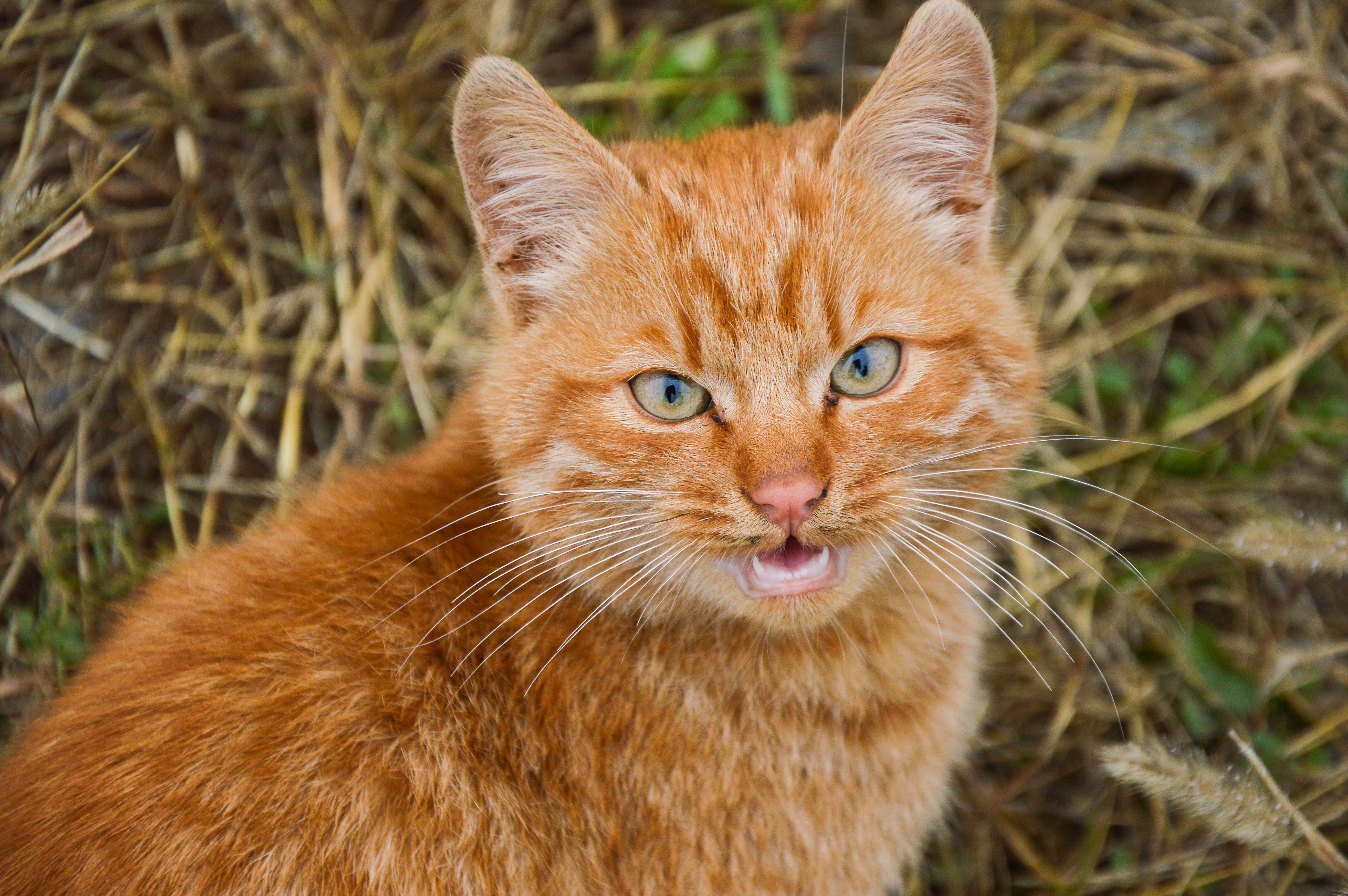 Close Up Shot of an Orange Tabby Cat · Free Stock Photo