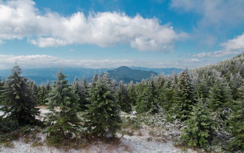 Picturesque scenery of lush evergreen woodland growing on mountainous valley in snowy weather