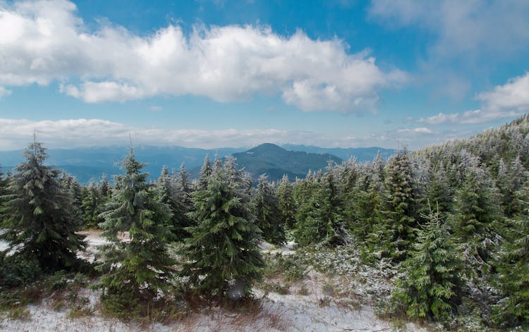 Coniferous Forest On Mountain In Winter