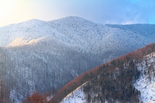 Snowy forest growing in mountainous area
