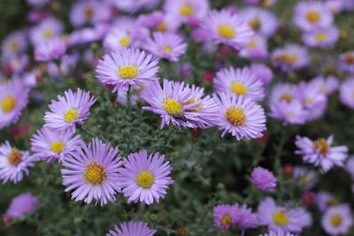 Photos gratuites de aster, clairière, croissance