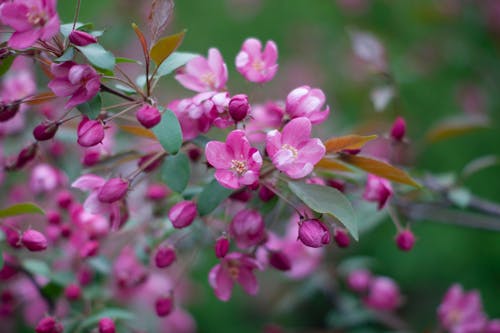 Free Cherry Blossom Stock Photo
