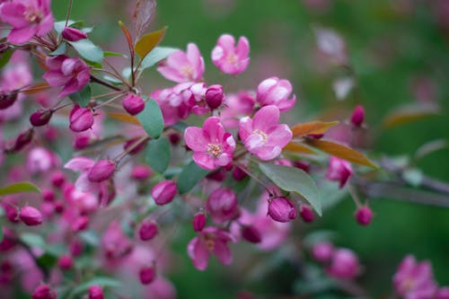 Cherry Blossom