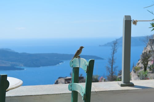 Free stock photo of above sea, birds, chair