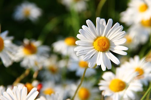 免费 白天白色和黄色的花朵视图 素材图片