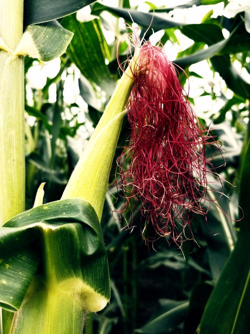 Free stock photo of agriculture, farm field Stock Photo