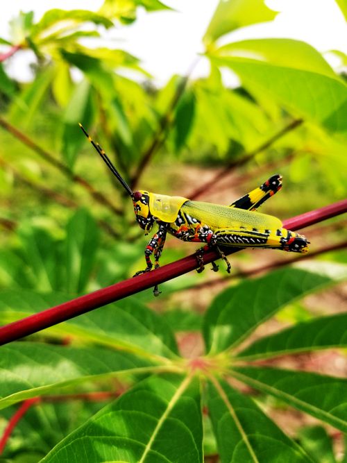 Free stock photo of ccolorful grasshopper, gwarzo kano nigeria, very lovely Stock Photo