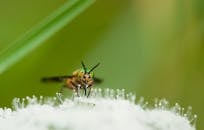 Close-up of Insect on Leaf · Free Stock Photo