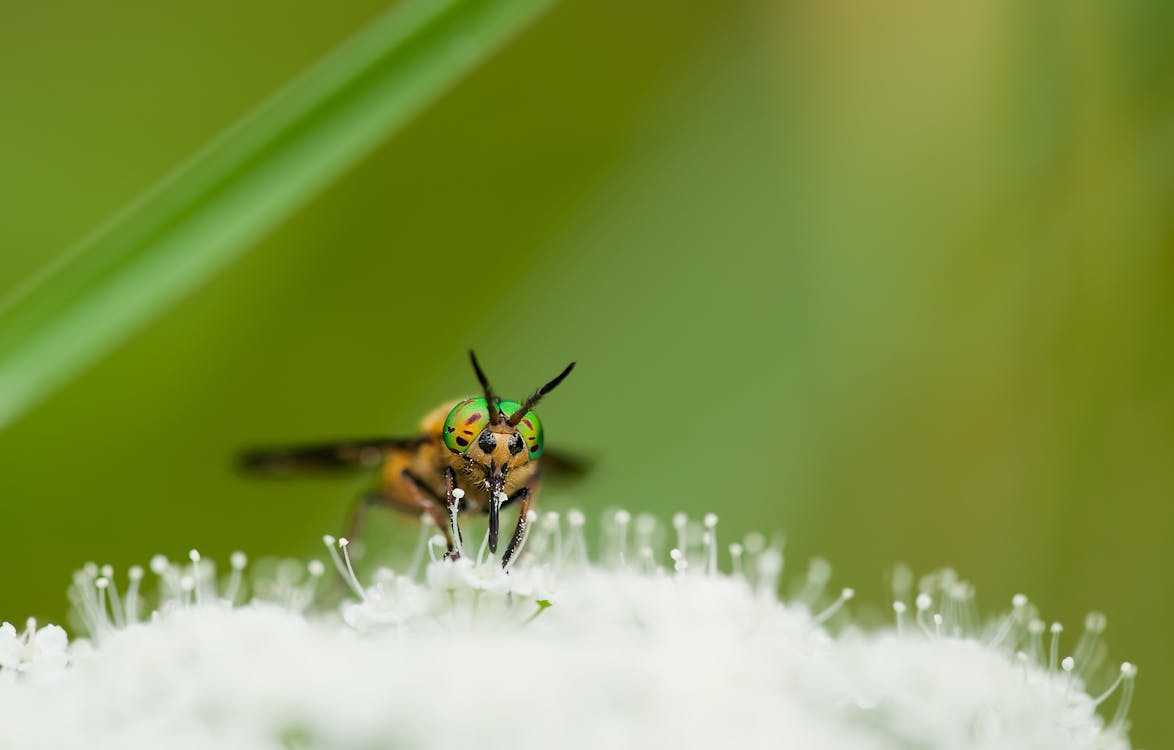 Kostenlos Gelbe Grüne Und Schwarze Biene Auf Weißer Blume Während Der Tageszeit Stock-Foto