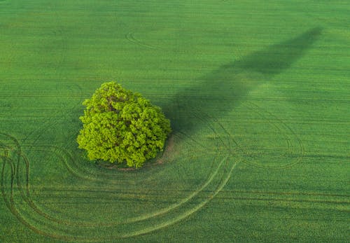 Foto d'estoc gratuïta de arbre, camp d'herba, foto aèria