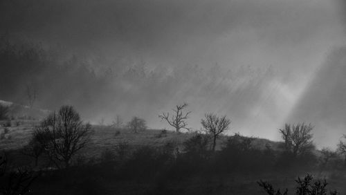 Free A foggy, grayscale landscape featuring bare trees and misty atmosphere. Stock Photo