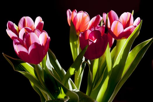 Purple Tulips Close Up Photography · Free Stock Photo