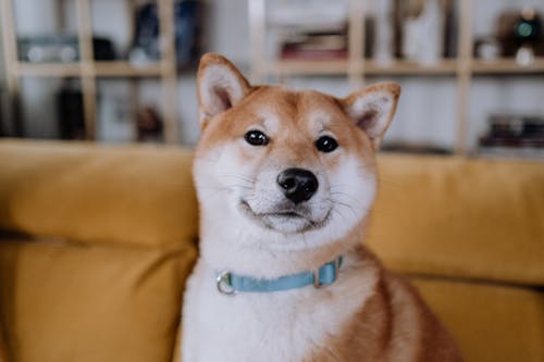 Anjing Pendek Coklat Dan Putih