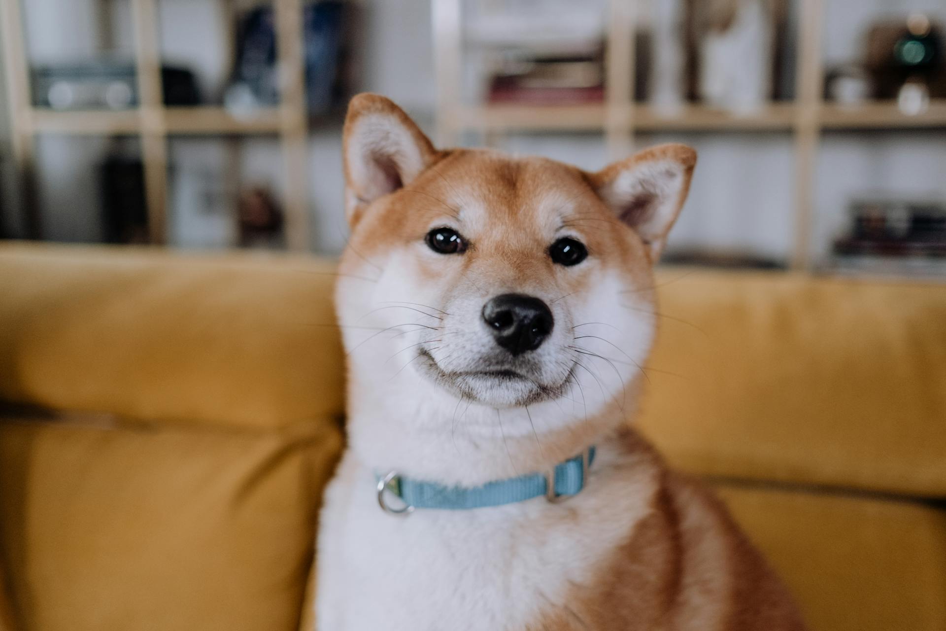 A Cute Dog with Collar on It's Neck