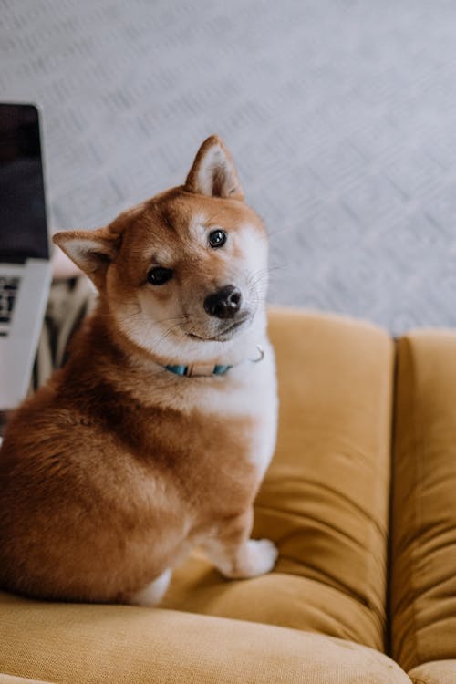 Anjing Berlapis Pendek Coklat Dan Putih Duduk Di Sofa Coklat