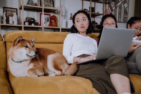 A family enjoying indoor leisure time with a dog and laptop on a comfortable sofa.