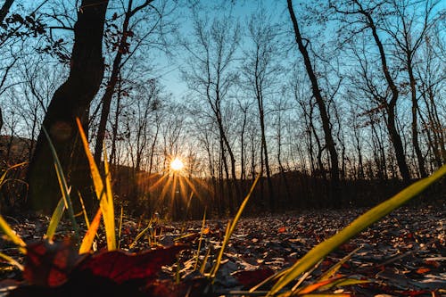 Ilmainen kuvapankkikuva tunnisteilla auringonlasku, Syksy, syksyn metsä