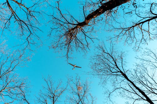 Gratis lagerfoto af bare træer, blå himmel, flyvemaskine