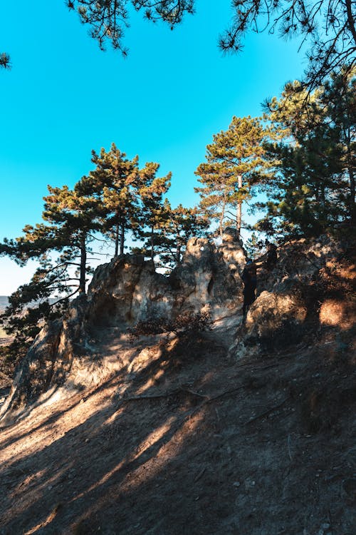 Ilmainen kuvapankkikuva tunnisteilla atmosfera de outono, metsä, metsän tunnelma