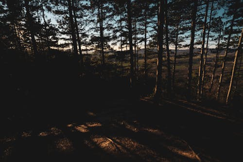 Gratis lagerfoto af atmosfera de outono, efterårskov, efterårssolnedgang