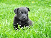 一只可爱的黑色小狗坐在绿意盎然的草地上，充满好奇