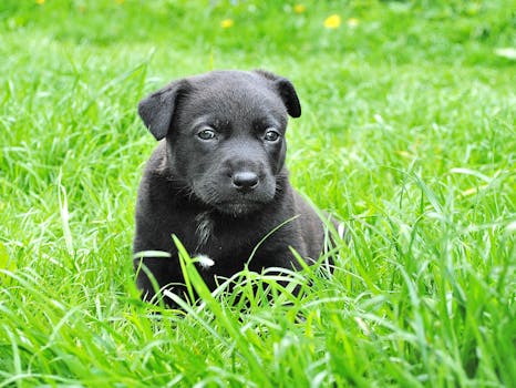 一只可爱的黑色小狗坐在绿意盎然的草地上，充满好奇