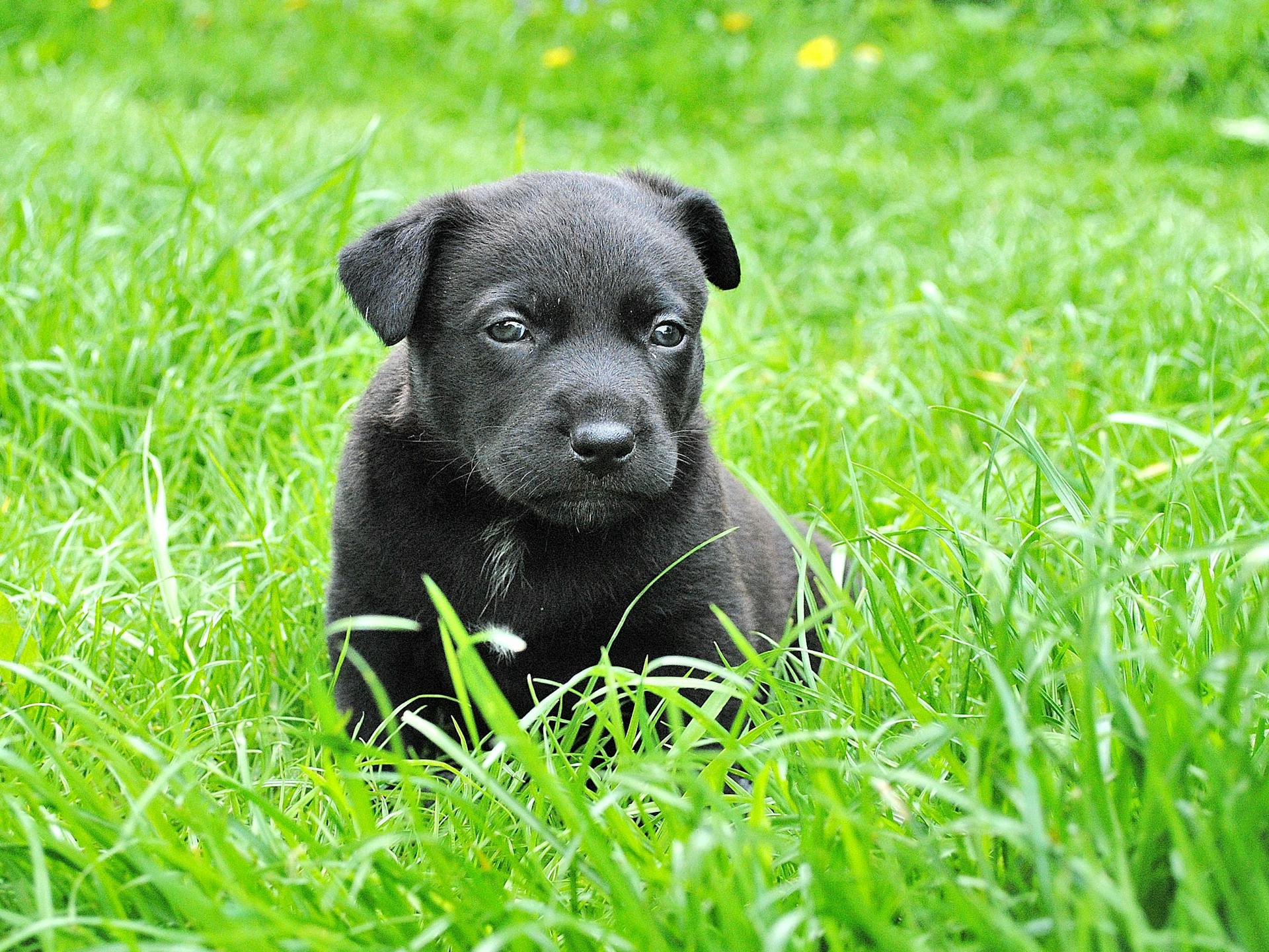 Black Labrador Retriever Puppy on Grass Field