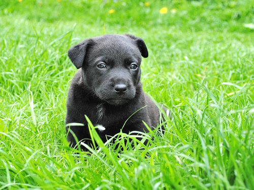 Free A cute black puppy sitting in a vibrant green grassy field, expressing curiosity. Stock Photo