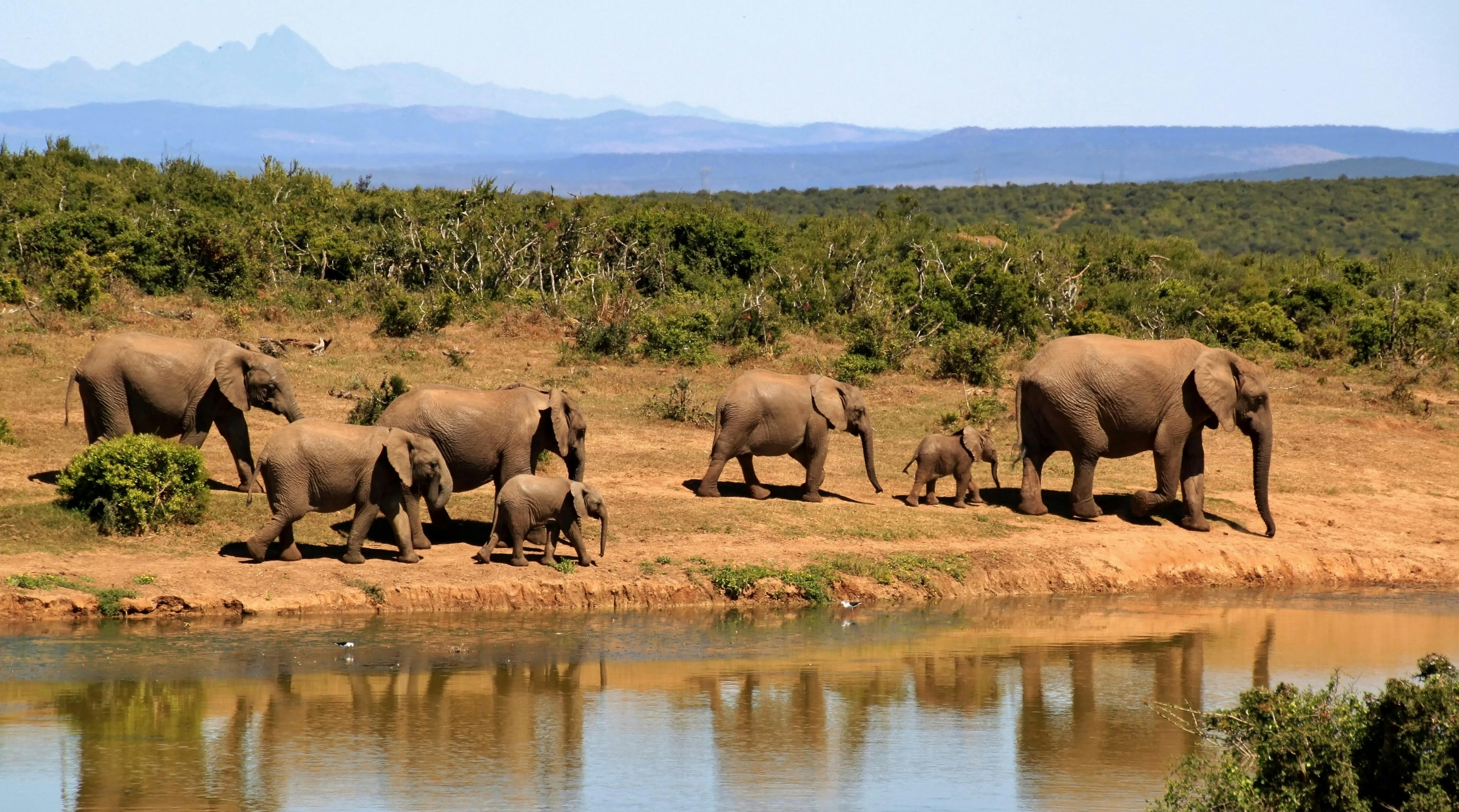 Gratis 7 Elefanti Che Camminano Accanto Allo Specchio D'acqua Durante Il Giorno Foto a disposizione