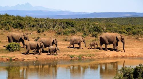 昼間に水域の横を歩く7頭の象