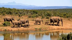荒野水坑旁拍摄的非洲象照片令人惊叹