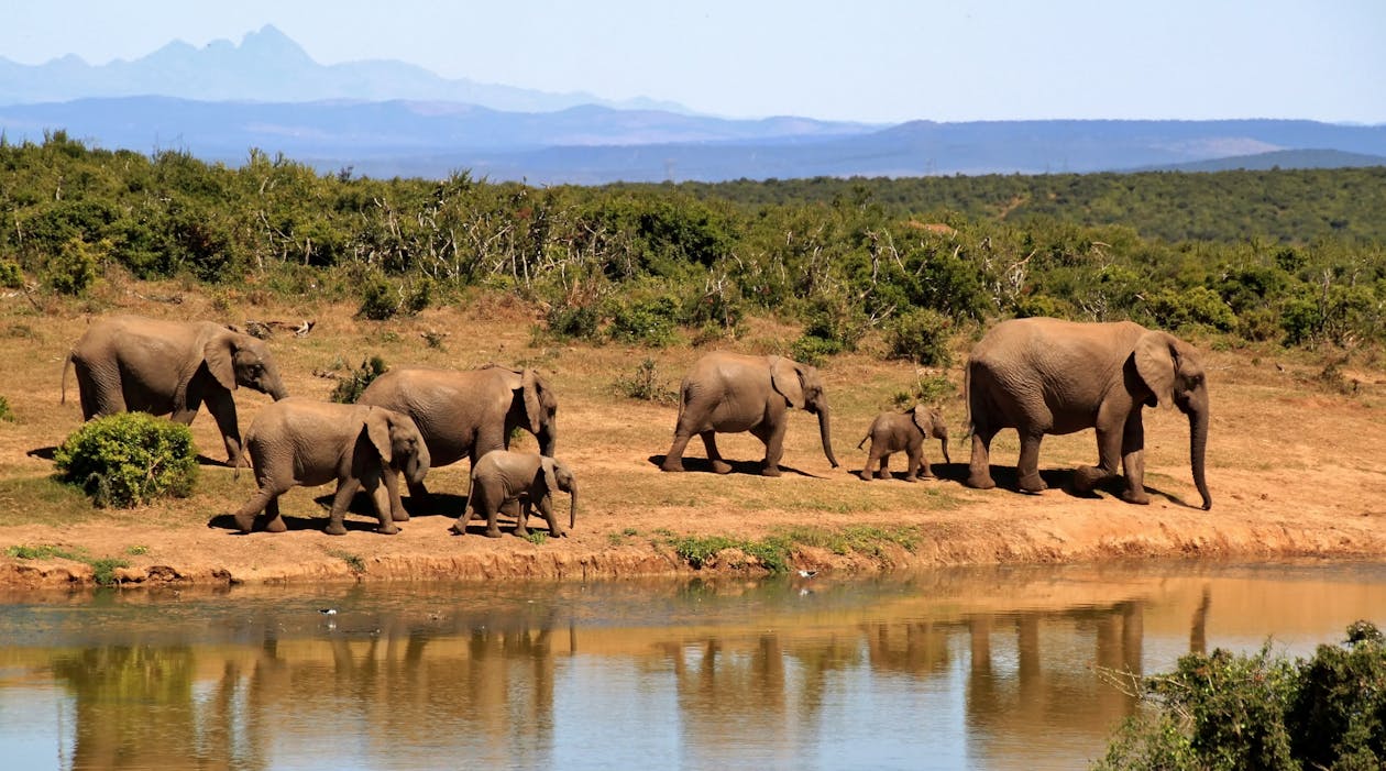 Free 7 Elephants Walking Beside Body of Water during Daytime Stock Photo