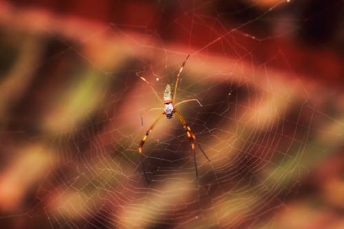Shallow Focus Photo of a Spider
