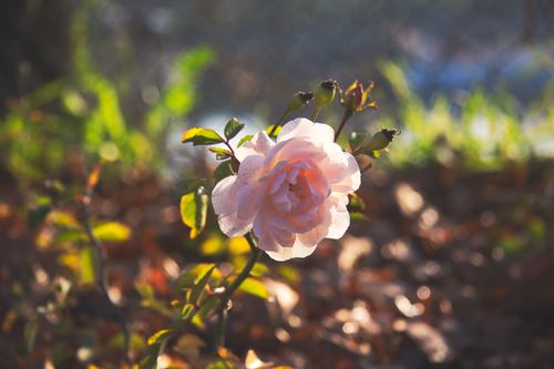 Free Close-up of a delicate pink rose in autumn sunlight, Torun, Poland. Stock Photo